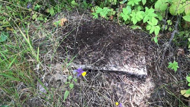 Муравьиный дом))) не много о муравьях....рыжие муравьи. Большие муравьи строят дом. смотреть онлайн