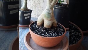 Адениумы/Зачем нужна обрезка ?/ Немного об уходе