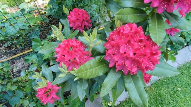 Прогулка по моему цветущему саду: Разнообразие красок и красота природы 🥀🌼 Просто Мария