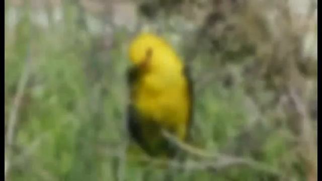 Обыкновенная иволга — Oriolus oriolus (Linnaeus, 1758) смотреть онлайн