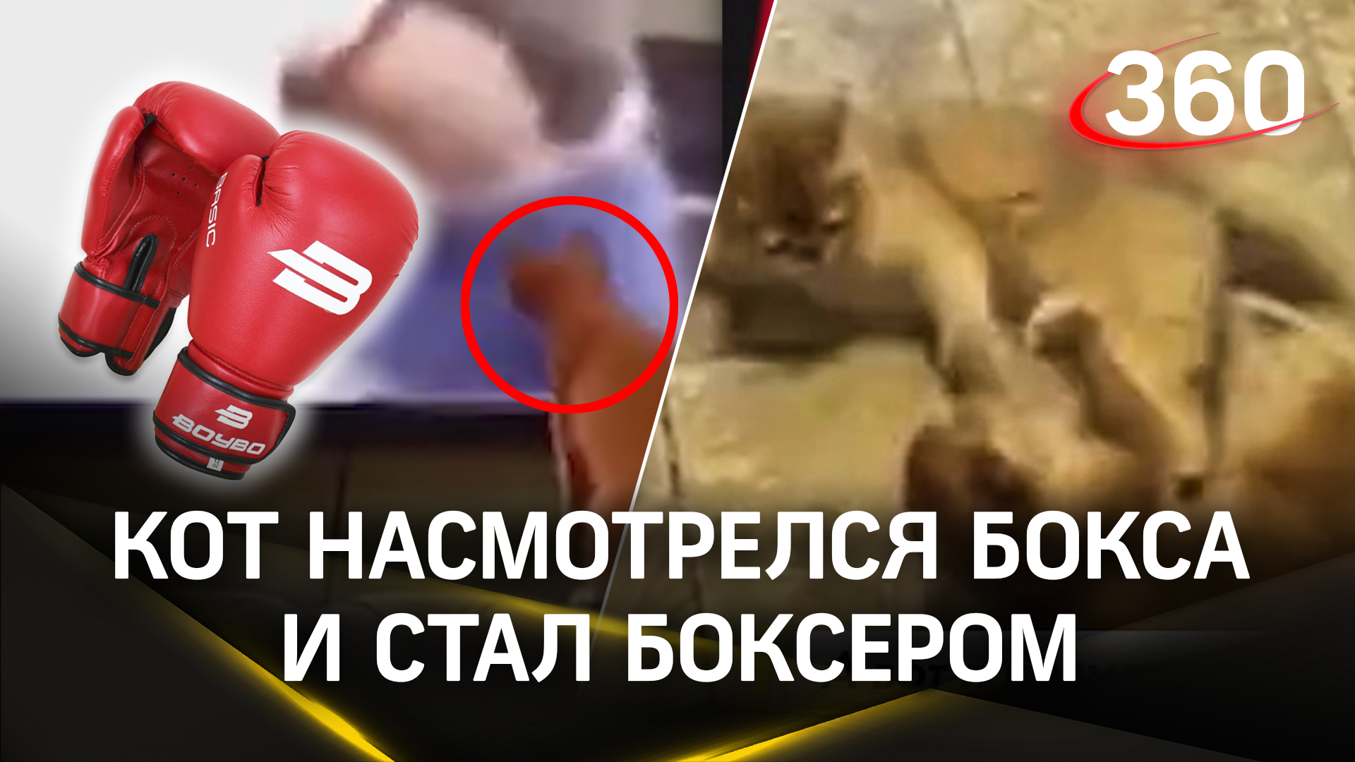 Кота научили боксу, и он провёл поединок!