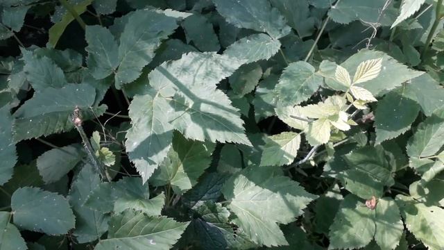 Zevenblad - Aegopodium podagraria смотреть онлайн