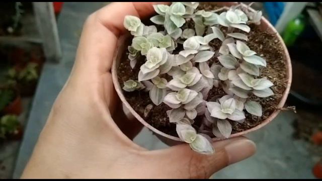 cara paling mudah menanam calisa смотреть онлайн