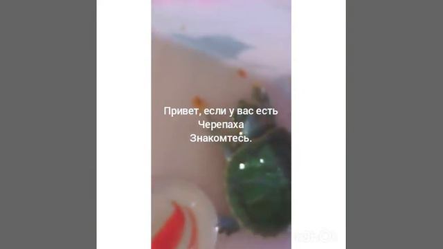 Красноухая черепаха) смотреть онлайн