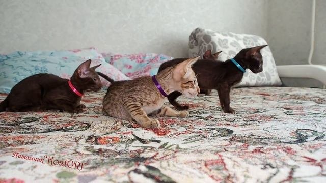 Ориентальные котята