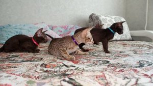 Ориентальные котята