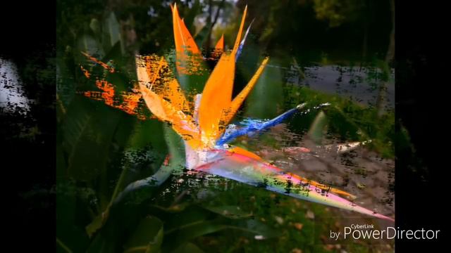 Strelicija - Rajska ptica, jedna od najlepših sobnih biljaka 🧡🏵️🧡🏵️ смотреть онлайн