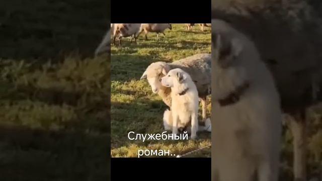 Служебный роман