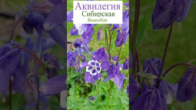 Красавица АКВИЛЕГИЯ (Водосбор).??