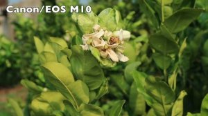 Test Canon EOS M10 mirrorless với khả năng quay video khá tốt cho các Vlogger - JamViet.com