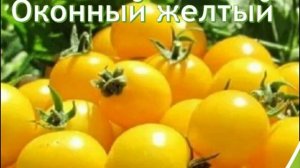 Семена томатов для балкона и подоконника. Комнатные томаты - новые сорта
