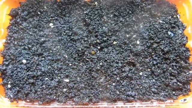 Как ускорить и повысить всхожесть семян земляники. смотреть онлайн