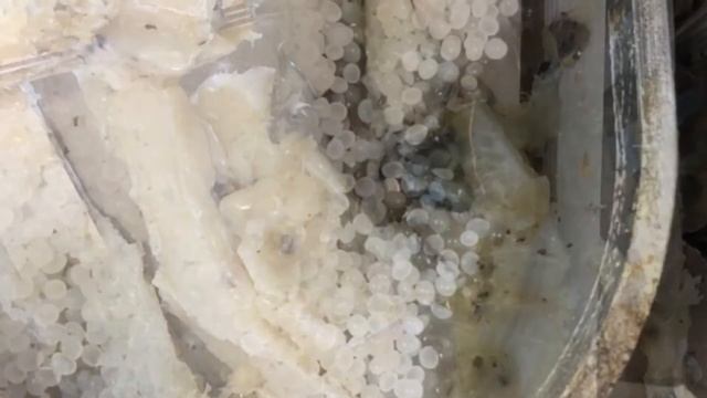 Brandt KDF230 Highflex 1230 Homag Group чистка клеевой ванны очистителем Technomelt Q1924 смотреть онлайн