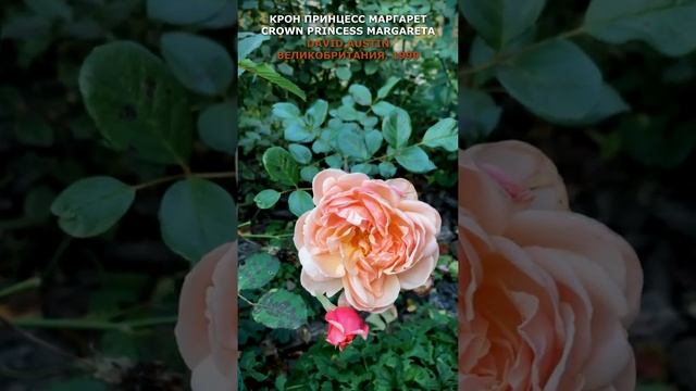 Роза Крон принцесс Маргарет (Austin, UK, 1999).  Crown Princess Margareta in my garden. #shorts,