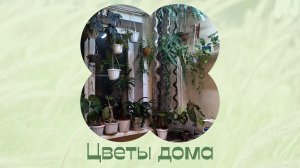 Комнатные растения дома.mp4