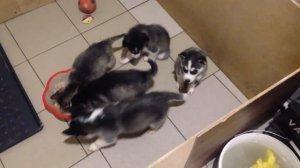 Содержание и тонкости щенков хаски без мамы