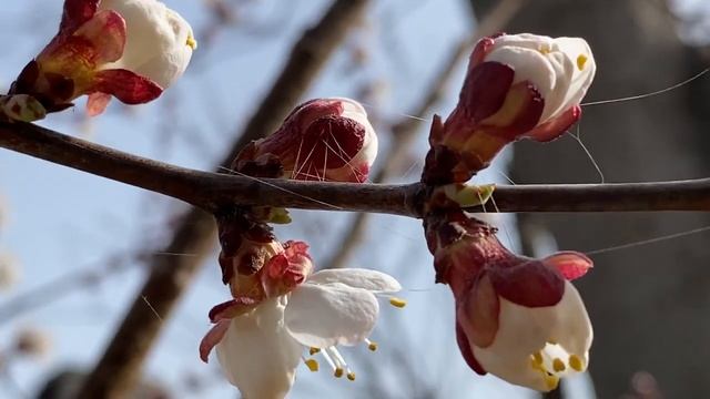 Цветущий абрикос. Абрикос весной. Абрикосовое дерево. Как цветет абрикос. Абрикос в цвету. смотреть онлайн