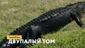 Этот Крокодил Держал в Страхе Весь Остров — Самые Опасные Животные в Мире