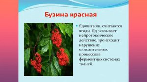 31. Ядовитые растения подмосковья