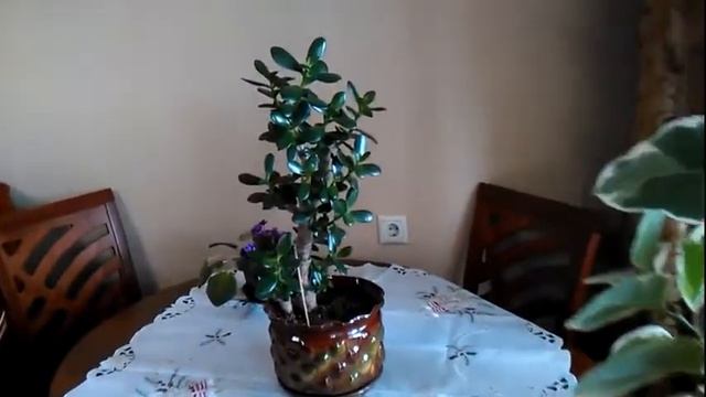 Помолодевшая ТОЛСТЯНКА смотреть онлайн