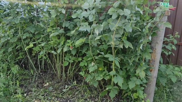 Два дачных дня. Ливень. Ремонт машины. Заяц. смотреть онлайн