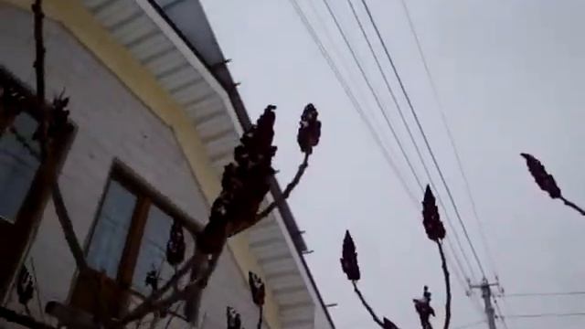 Сумах оленерогий зимой. Сумах пушистый, Уксусное дерево (Rhus typhina) смотреть онлайн