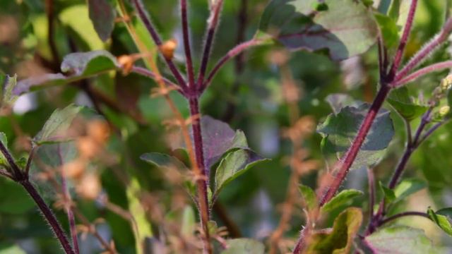 कौनसी तुलसी घर में लगनी चाहिए | मेरे घर में पांच प्रकार की तुलसी | смотреть онлайн