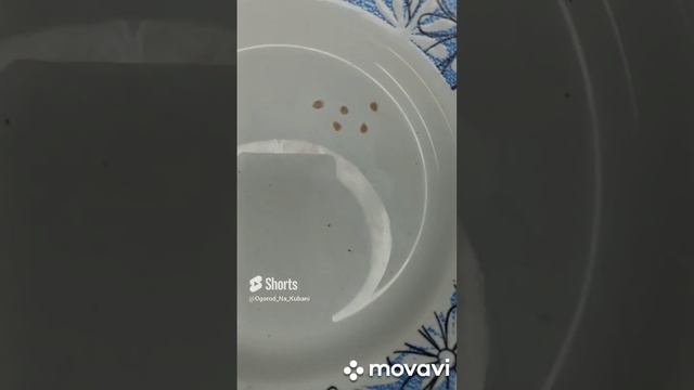 ТОМАТ ПОДСИНЕВСКИЕ СЕРДЦА МИНУСИНСКИЕ ПОСАДКА ИХ НА РАССАДУ. ОГОРОД НА КУБАНИ. shorts# смотреть онлайн