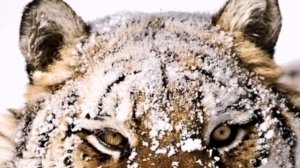 У ТИГРА застряла лапа на путях поезда.