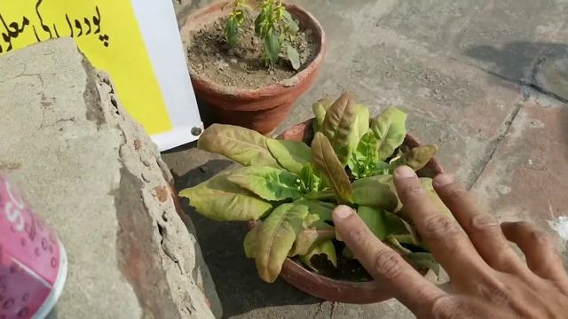 Blue #Vervain Plants available at Asim Seeds Shop | Verbena Hastata Plants смотреть онлайн