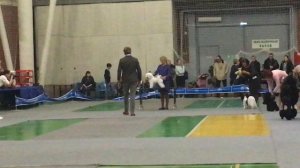 Интернациональная выставка собак "Екатеринбург XXI век". Группа 9