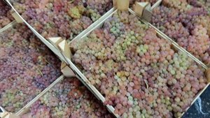 Сегодня рынок цена на Виноград Армянский, Фуд - Сити 🛎👍🏻🍇🍇🍇👈