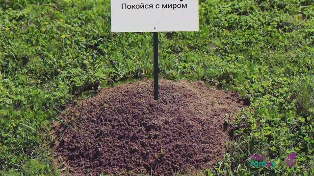 Похороны «Я не могу» смотреть онлайн