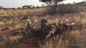 Гиена охота видео