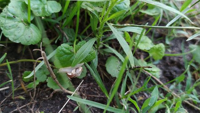 Мир прекрасен/Вечерняя прогулка улитки😚/Пение сверчков/Звуки природы/Sounds of nature/Relax