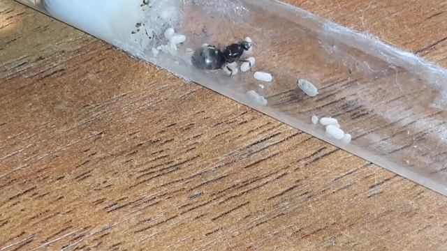 Муравьи lasius niger с нуля #2 первые коконы и конец эксперемента. смотреть онлайн