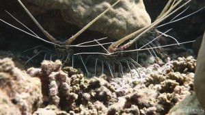 2023 04 Вова погружение