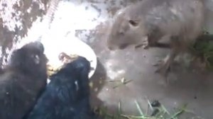 Как кричат Нутрии