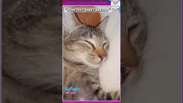 Top Funny Cats From PetSchitt ?? | PetSchitt | #shorts #cat #pets  #animals #tiktok