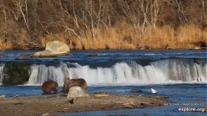 Медвежонок помогает маме рыбу скушать#Katmai National Park, Alaska 2023