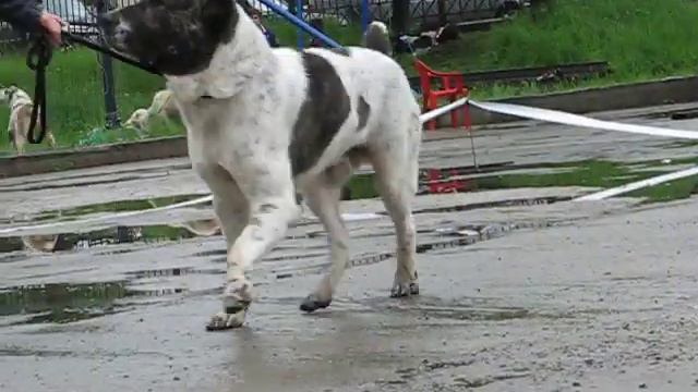 Ватран смотреть онлайн