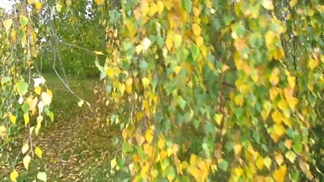 Русская берёза красавица. смотреть онлайн