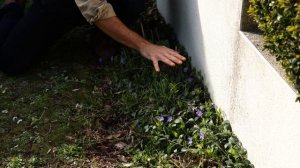 LA GRANDE PERVENCHE ou LE VINCA MAJOR - Quelle Plante Pour Mon Jardin ?