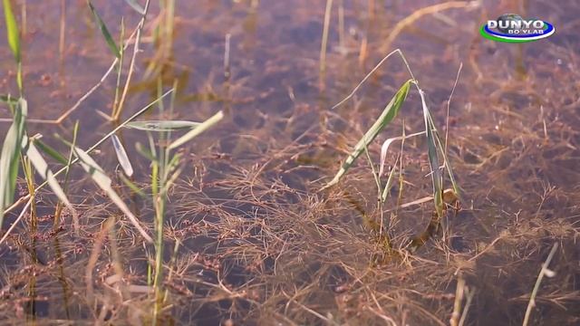 Острова в озере Айдаркуль в Узбекистане - 1 серия Духа приключений смотреть онлайн