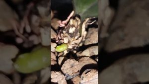 детка или цветонос на орхидеи, как отличить корень от цветоноса и детки #орхидеи #цветоносорхидеи