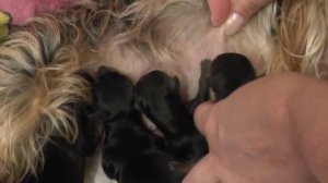 Йоркширский терьер Чили с детками, 6 января 2015 год