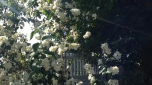 Жасмин/чубушник цветение в июне.