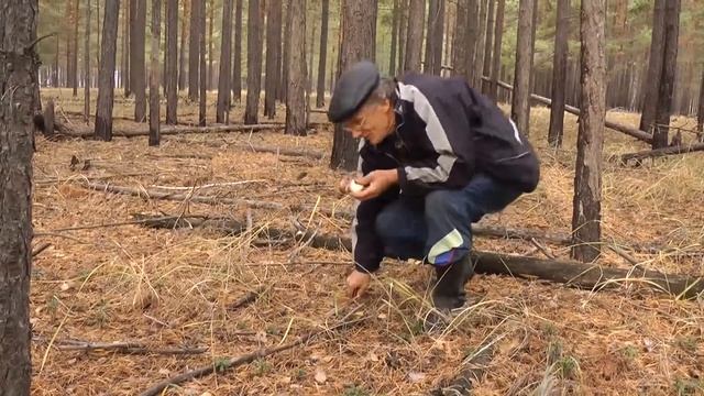 Боровик царь грибов смотреть онлайн