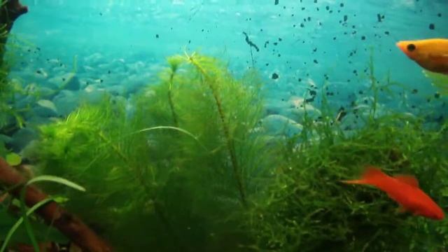 запуск рыб в акву 30 л смотреть онлайн