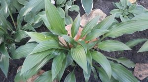#hosta #lancifolia #хоста / Хоста Ланцифолия (лат.  hosta Lancifolia)в  хостарии